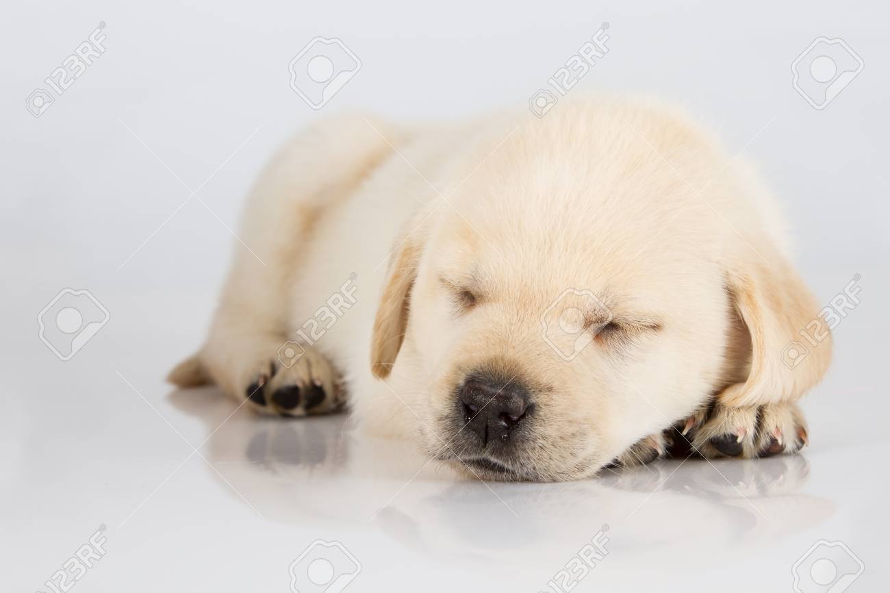 Acheter Mignon Simulation dormir chiot chien poupée jouet avec son enfant  jouet décoration cadeau jouets pour tous les âges | Joom, image size:1300x866