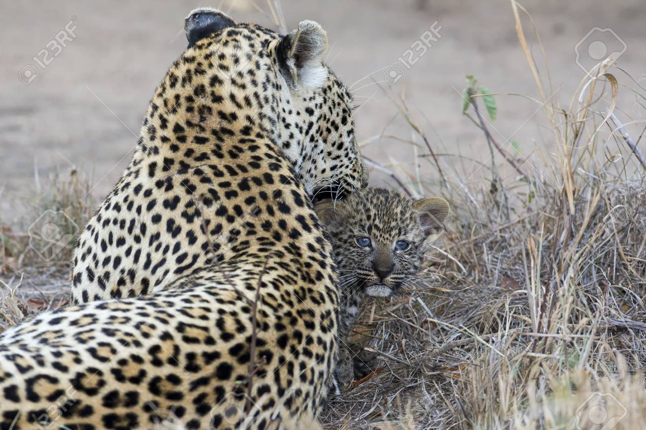 Leopard Mother Cares For Her Cub In The Gathering Darkness Stock Photo Picture And Royalty Free Image Image 60225995