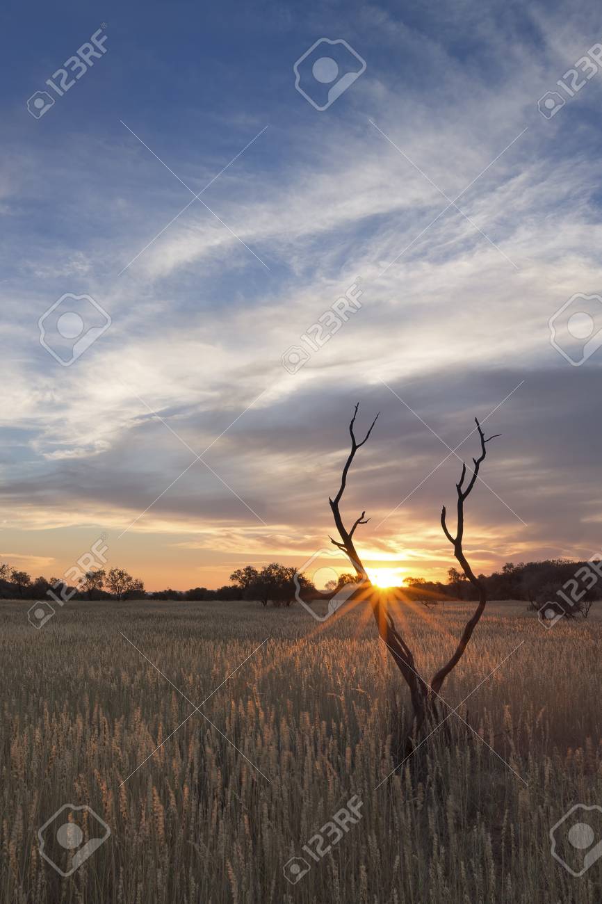 青空と薄い雲と夕暮れ時の死んだシルエットの木の風景写真 の写真素材 画像素材 Image