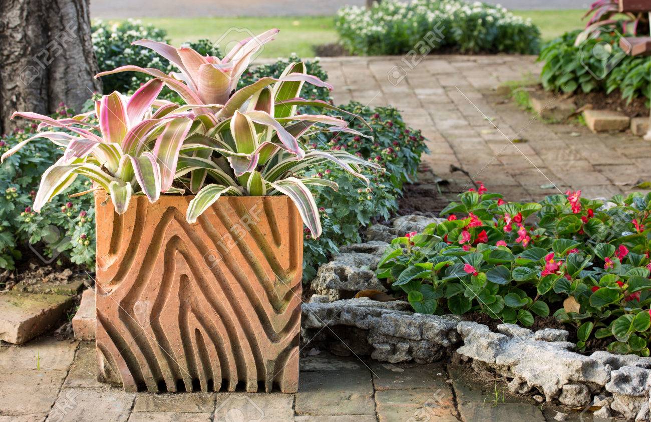 Bromeliacees Exterieur