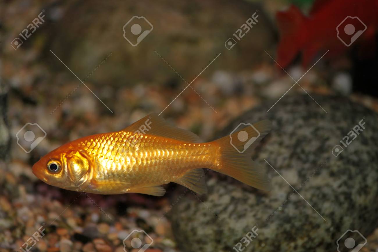 水槽で泳ぐ金魚が黄色 の写真素材 画像素材 Image 水槽で泳ぐ金魚が黄色 の写真素材 画像素材 Image