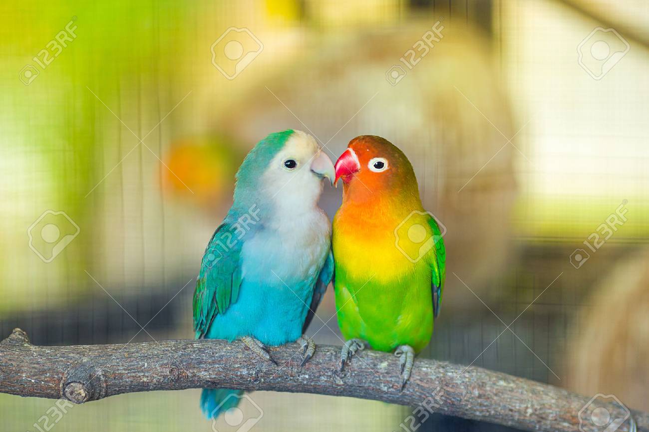 blue lovebird