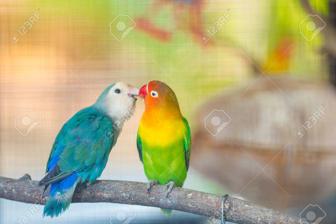 blue lovebird