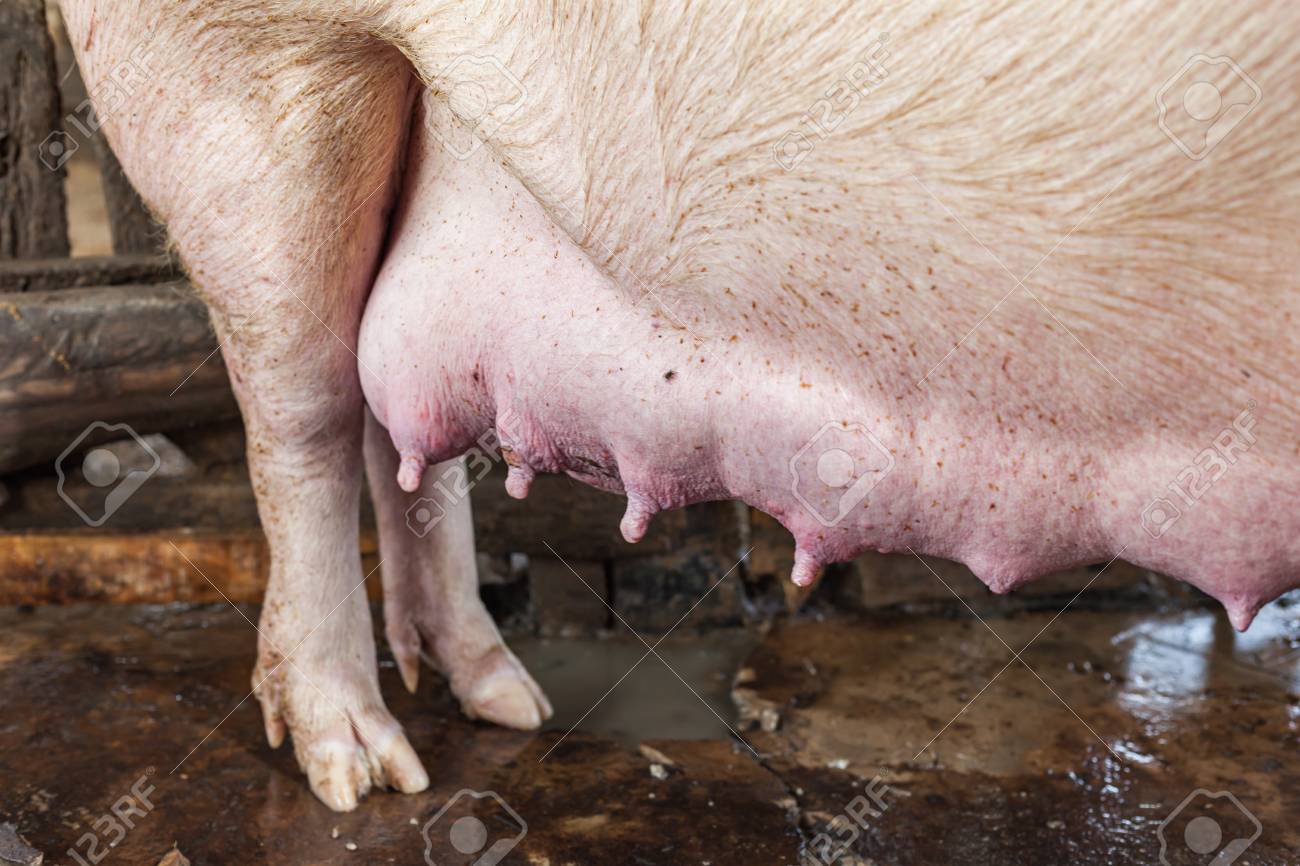 пил свиное молоко