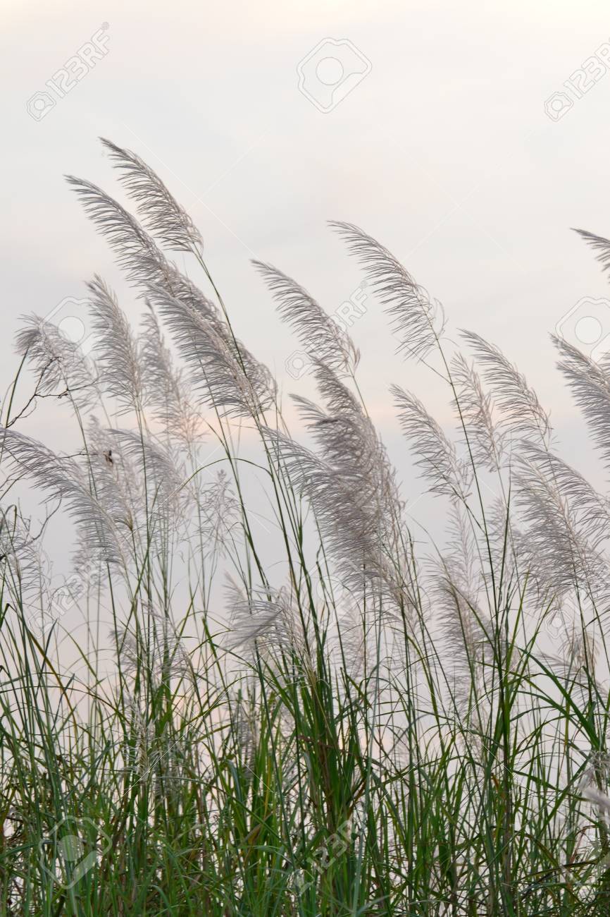 空の背景の巨大な葦の花 の写真素材 画像素材 Image
