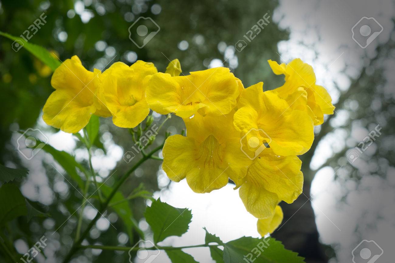 yellow trumpetbush yellow elder trumpetbush trumpetflower