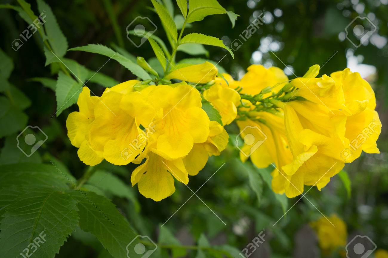 yellow trumpetbush yellow elder trumpetbush trumpetflower