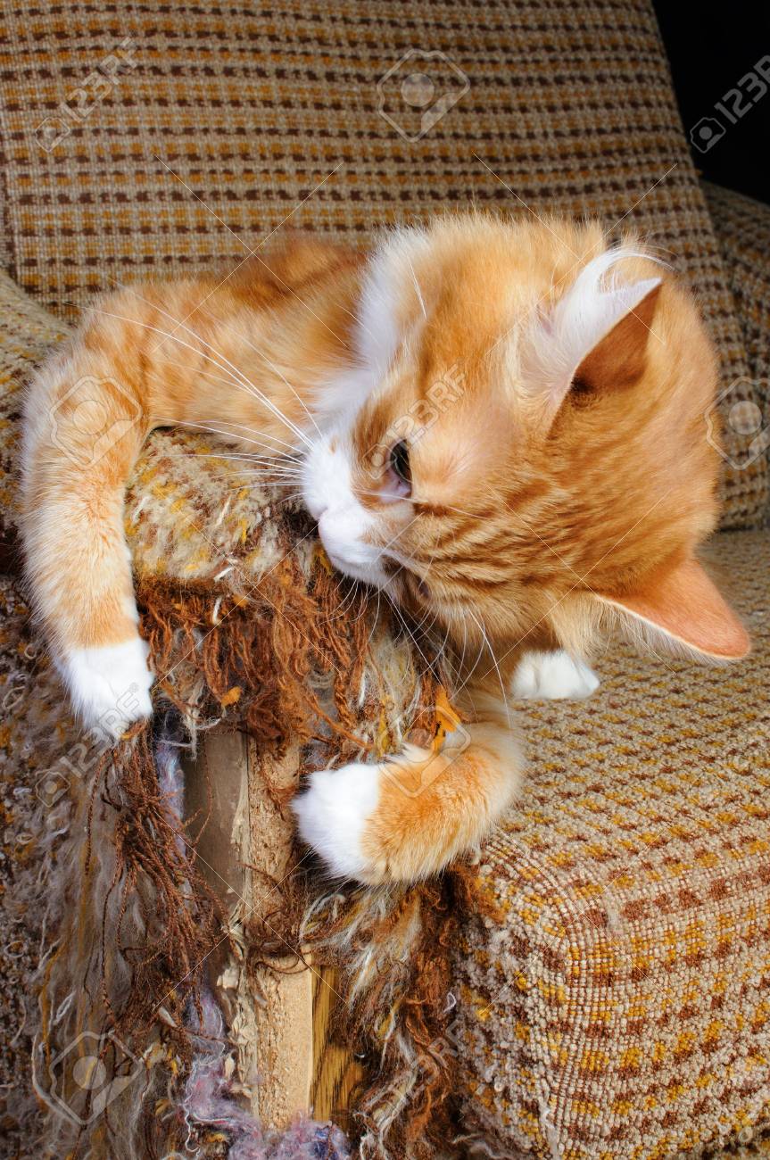 cat destroyed couch