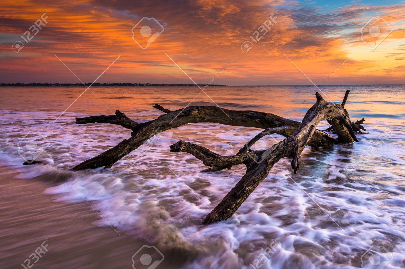 Tree And Waves In The Atlantic Ocean At Sunrise At Driftwood Beach, Jekyll  Island, Georgia. Stock Photo, Picture and Royalty Free Image. Image  33942317., image size:1300x866