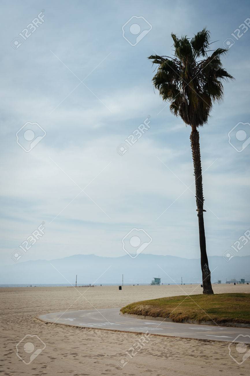 ビーチ ベニス ビーチ ロサンゼルス カリフォルニア州のパーム ツリーと自転車道 の写真素材 画像素材 Image