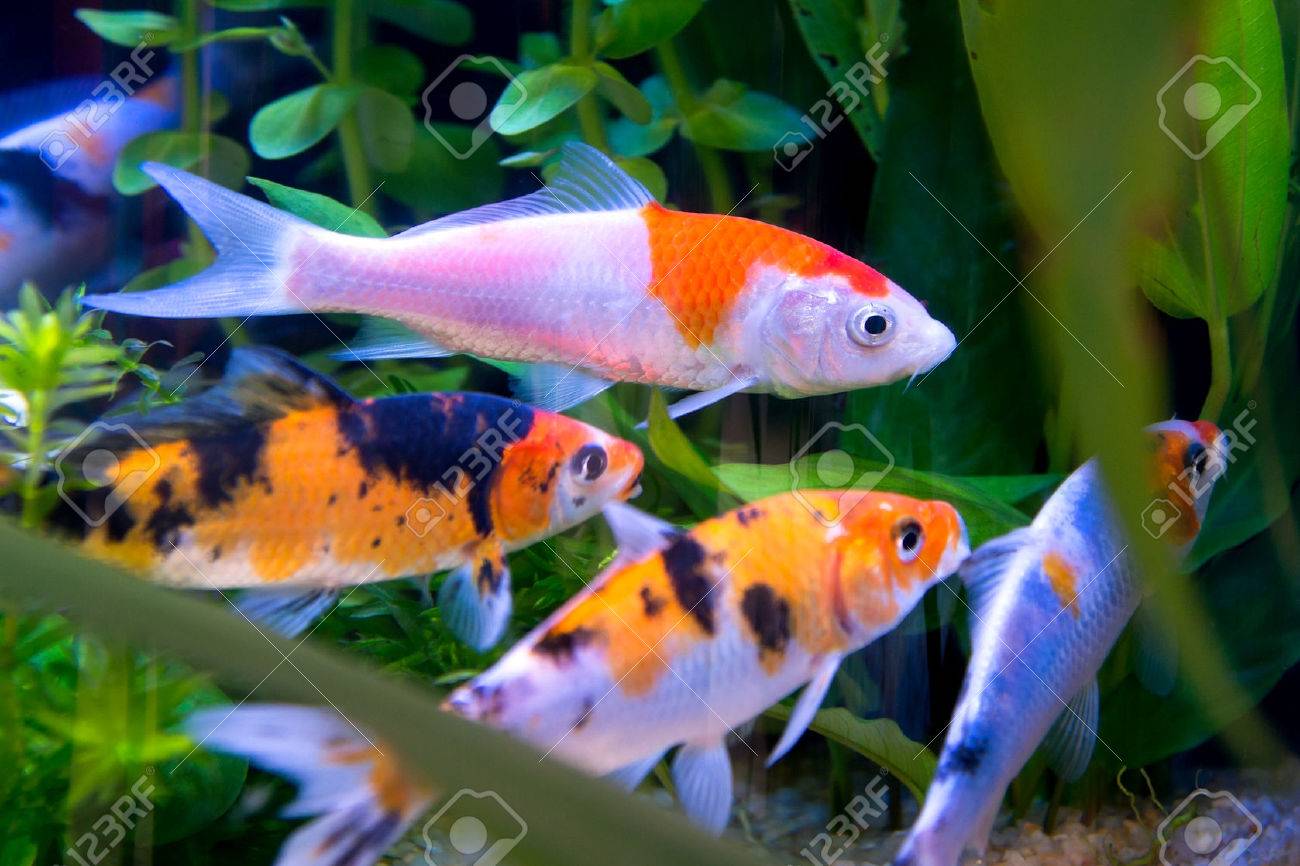 92 Fish Koi In Aquarium HD Terbaru