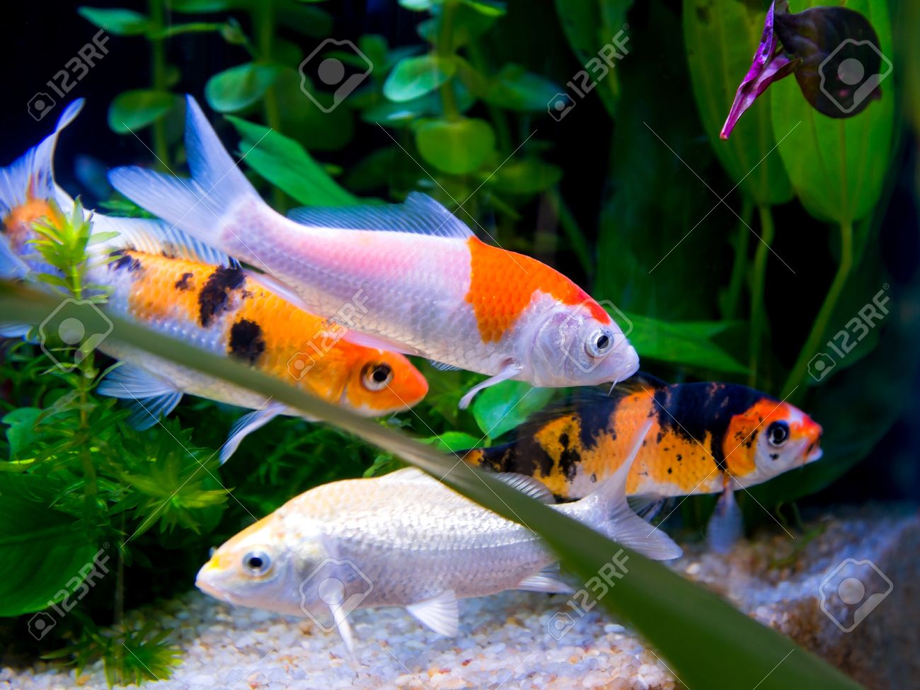 92 Fish Koi In Aquarium HD Terbaru