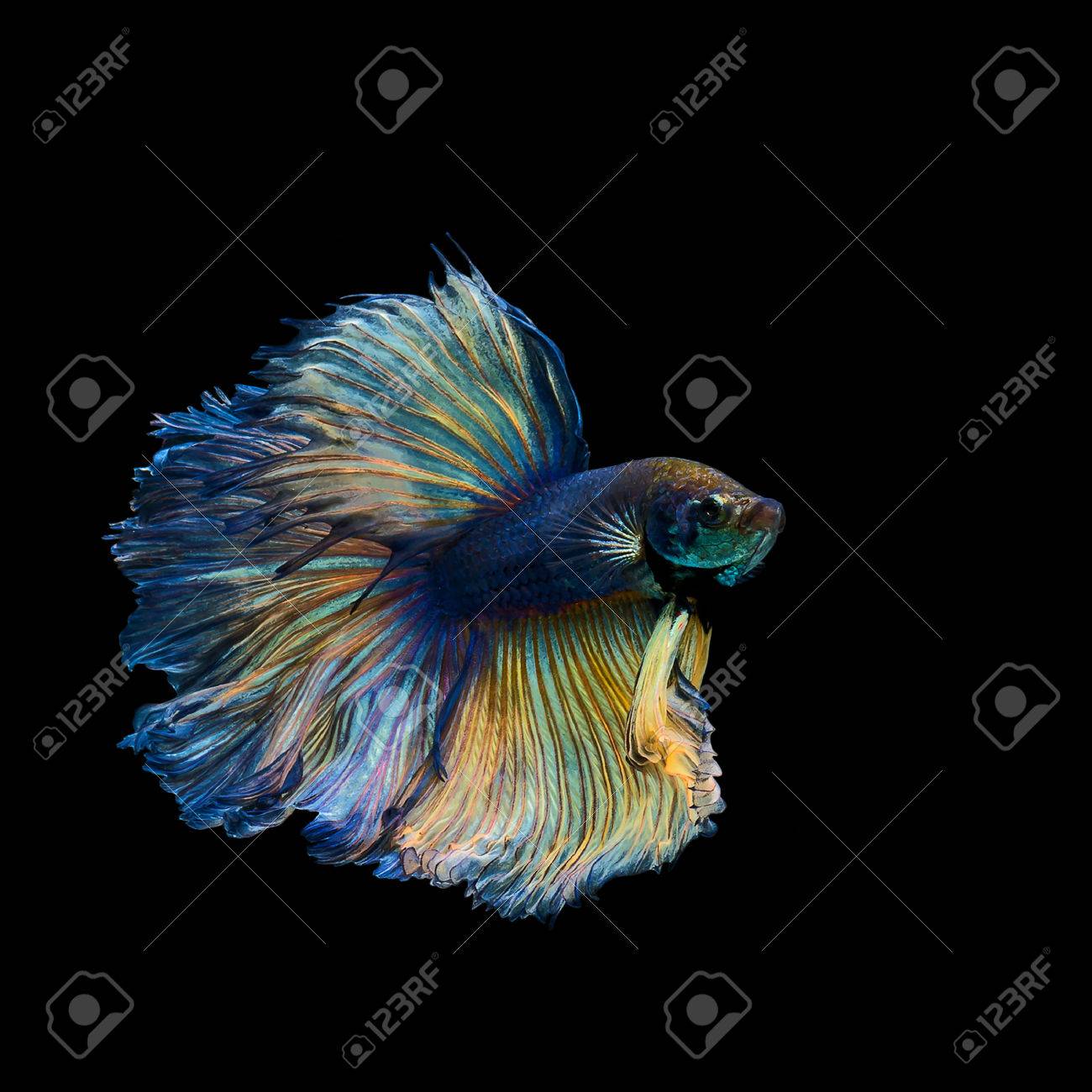 colorful betta fish