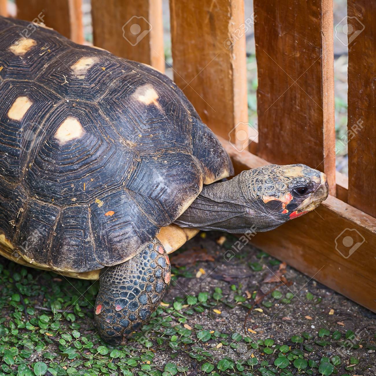 etiam-dictum-ipsum-a-felis