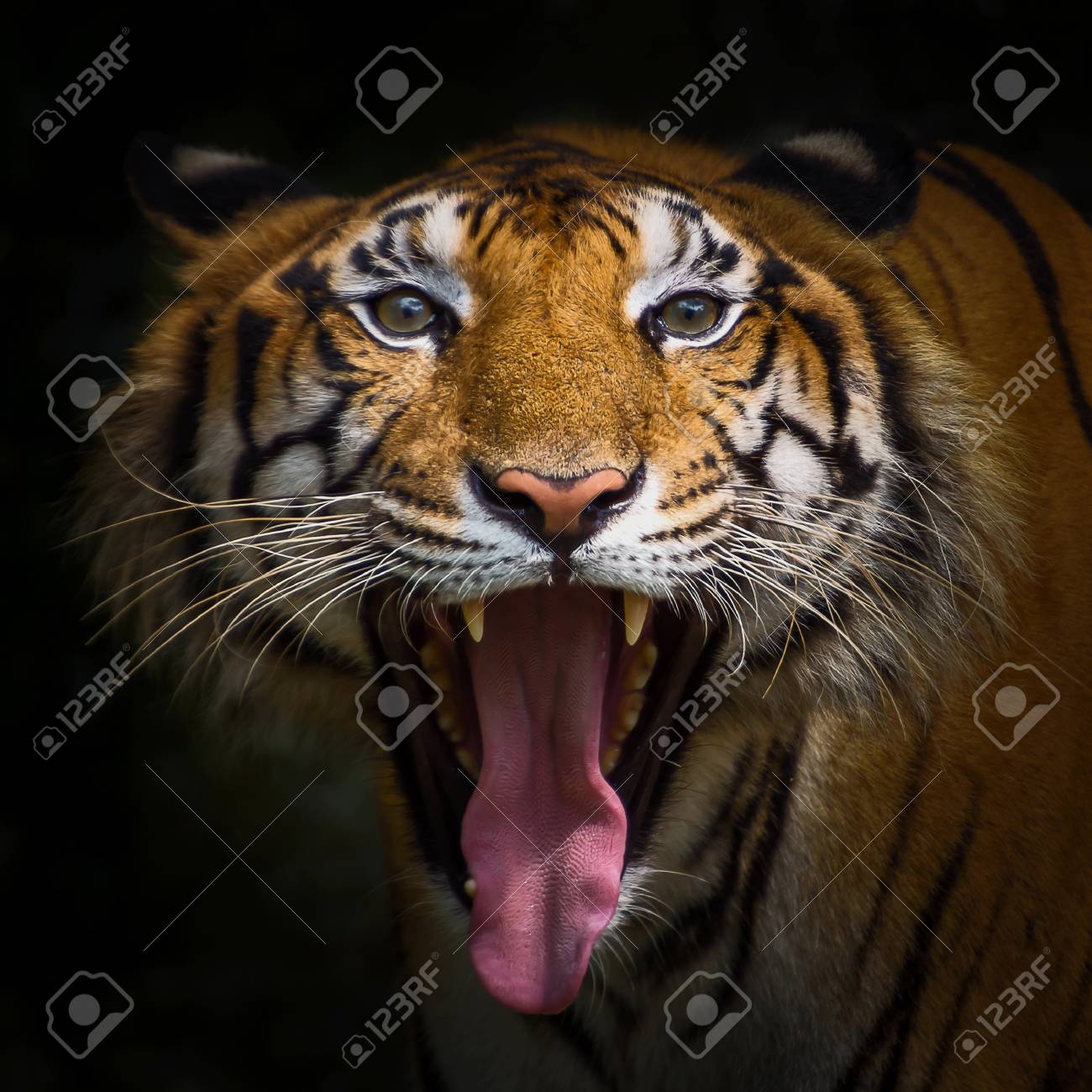 Tiger Offnen Den Breiten Mund Bis Zur Langen Zunge Lizenzfreie Fotos Bilder Und Stock Fotografie Image 87353995