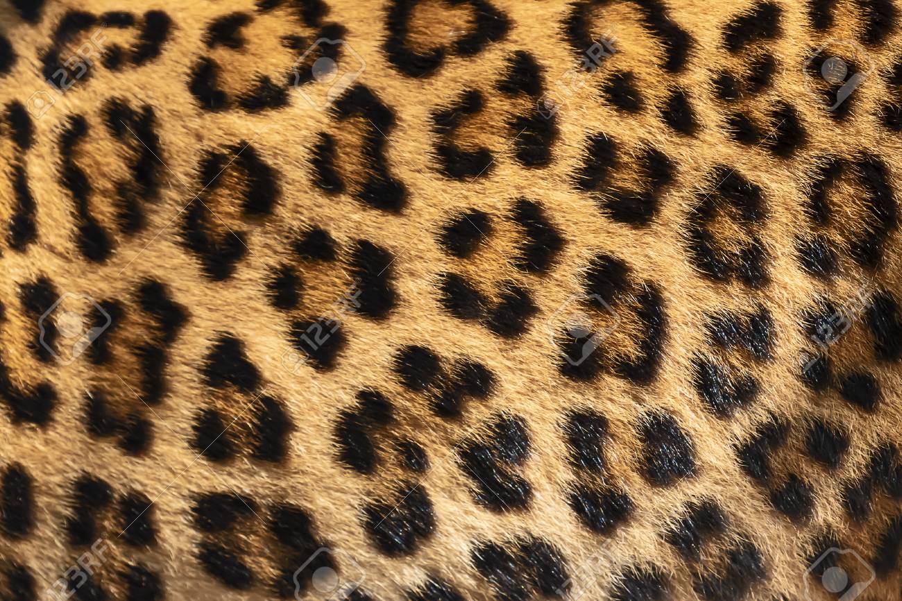 real leopard fur
