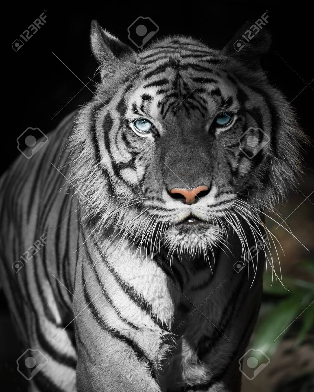 etiam-dictum-ipsum-a-felis