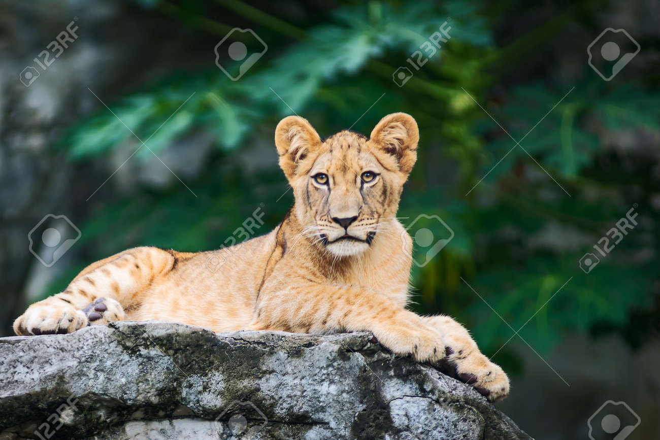 etiam-dictum-ipsum-a-felis