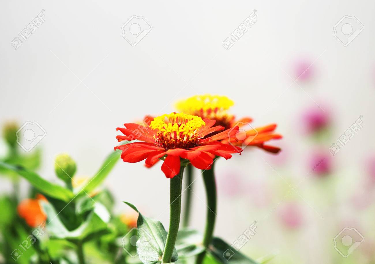 Una Flor Zinia En Un Jardin Fotos Retratos Imagenes Y Fotografia De Archivo Libres De Derecho Image 23120233