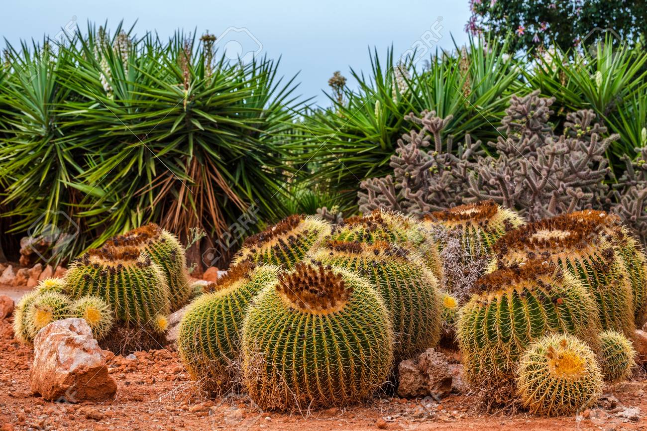 Paisaje De Cactus. Cactus México. Campo De Cactus. Flor De Cactus ...