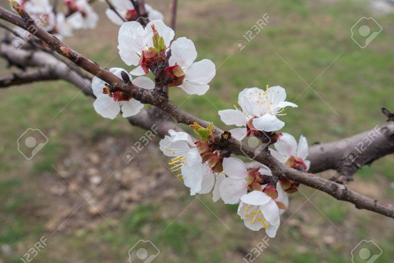 庭の杏の開花枝 の写真素材 画像素材 Image