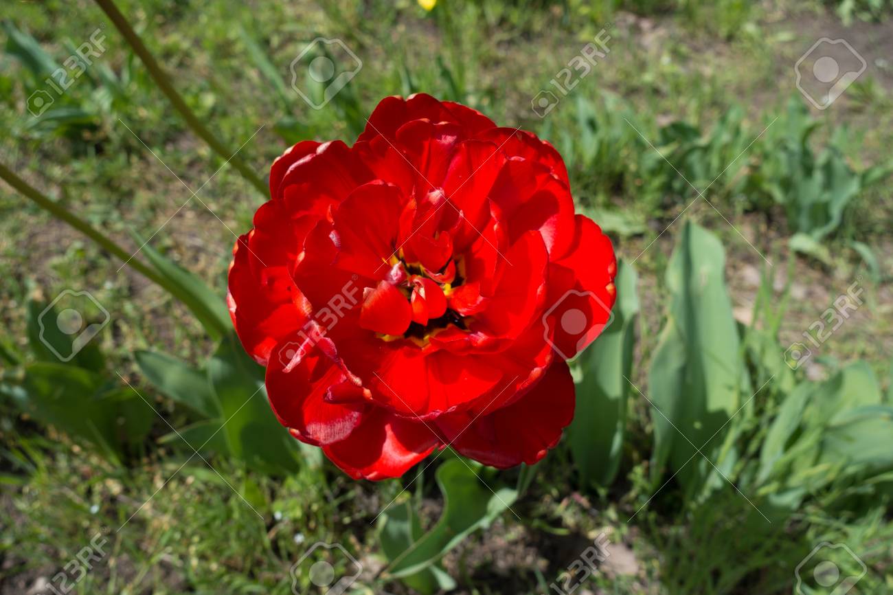 緋色のダブル チューリップの花のクローズ アップ の写真素材 画像素材 Image