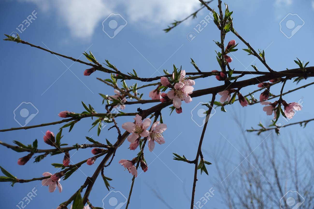 桃の木の枝に緑の葉とピンクの花 の写真素材 画像素材 Image