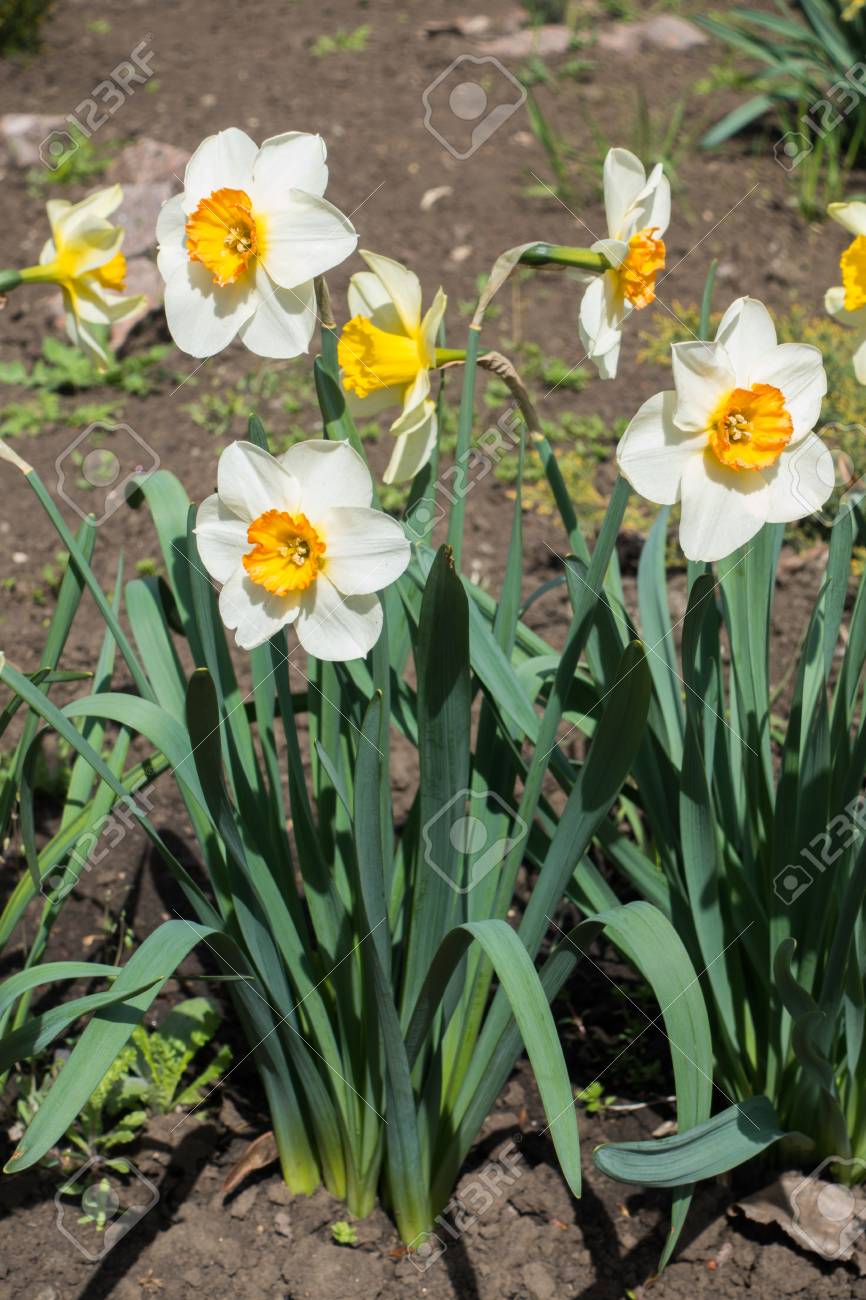 春の植物の白い花 の写真素材 画像素材 Image