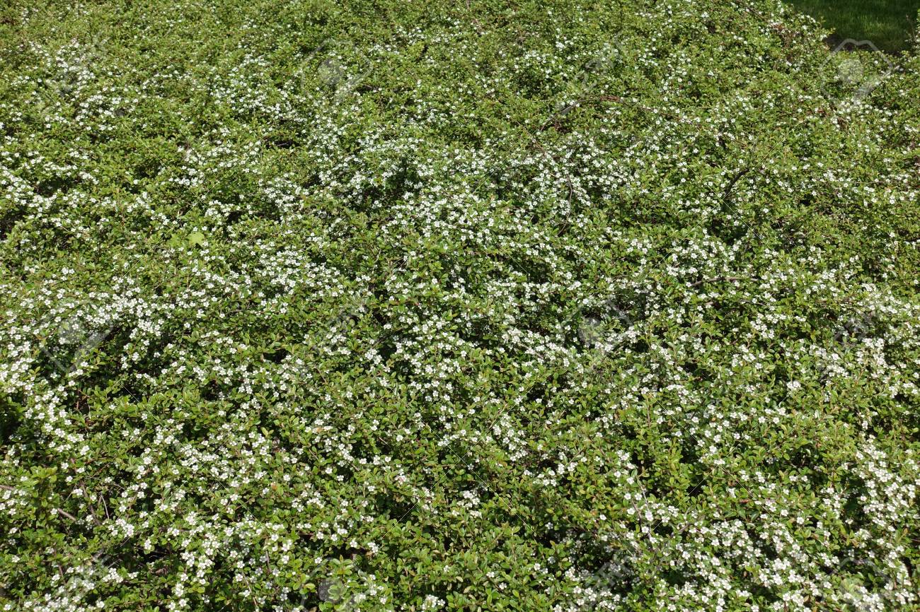 Ground Covering Shrub Of Cotoneaster Horizontalis In Flower Stock Photo Picture And Royalty Free Image Image 84445730