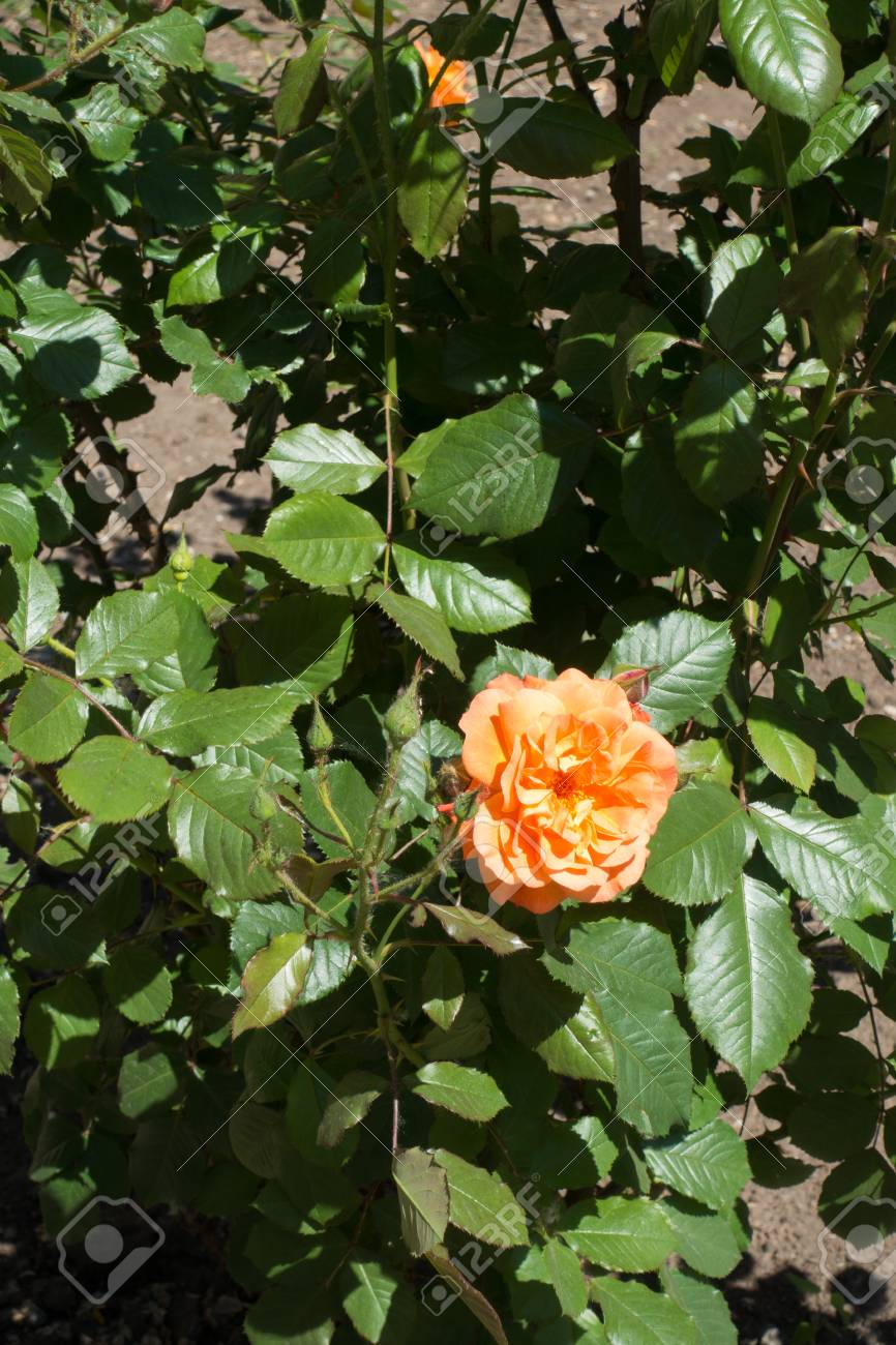 1 つアプリコット色ダブル ガーデン バラの花 の写真素材 画像素材 Image