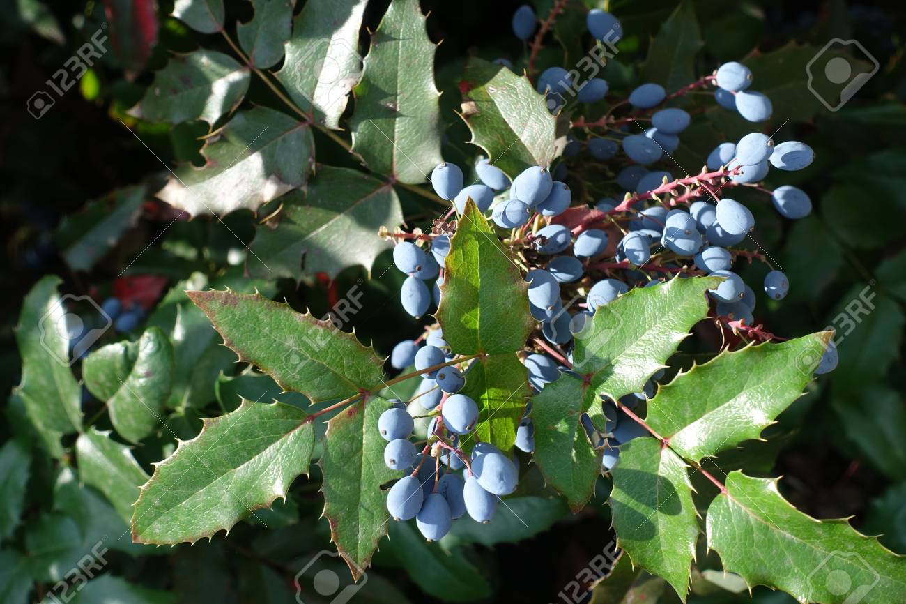 Blaue Beeren Unter Grunen Blattern Der Oregon Stechpalme Traube Lizenzfreie Fotos Bilder Und Stock Fotografie Image 90548266