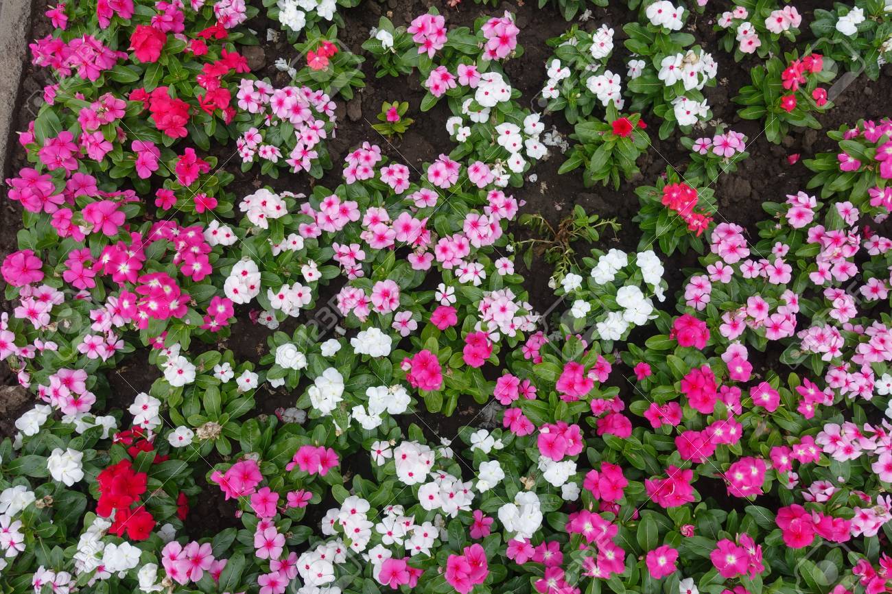上から咲くカタランサスのバラの花壇 の写真素材 画像素材 Image 上から咲くカタランサスのバラの花壇 の写真素材 画像素材 Image