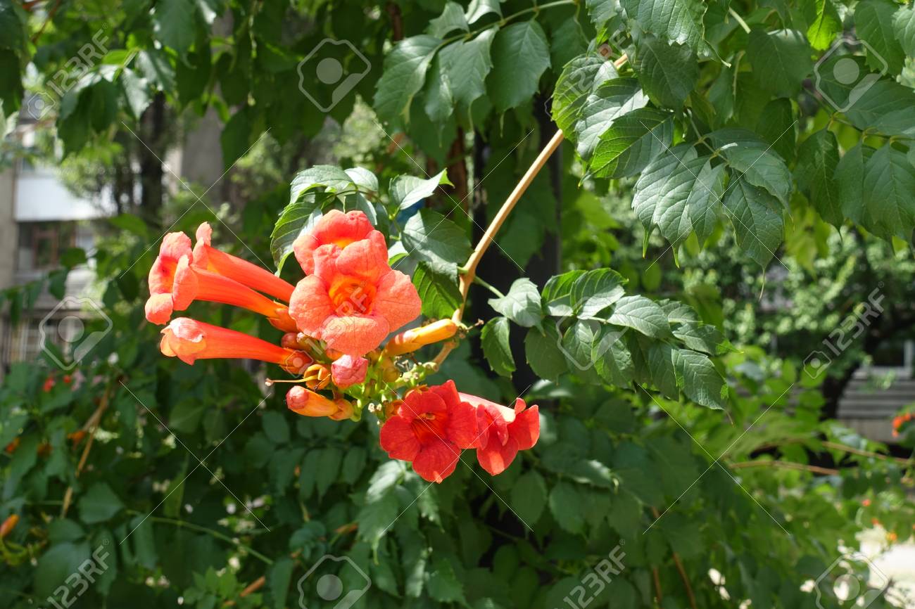 夏にオレンジ色の花とノウゼンカズラ の写真素材 画像素材 Image