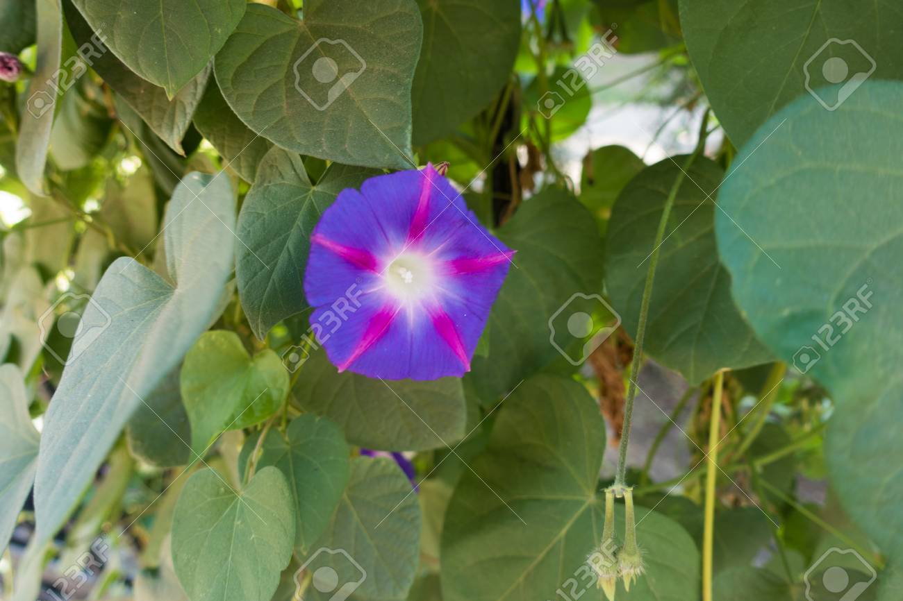 葉っぱに朝顔のトランペット形の花 の写真素材 画像素材 Image