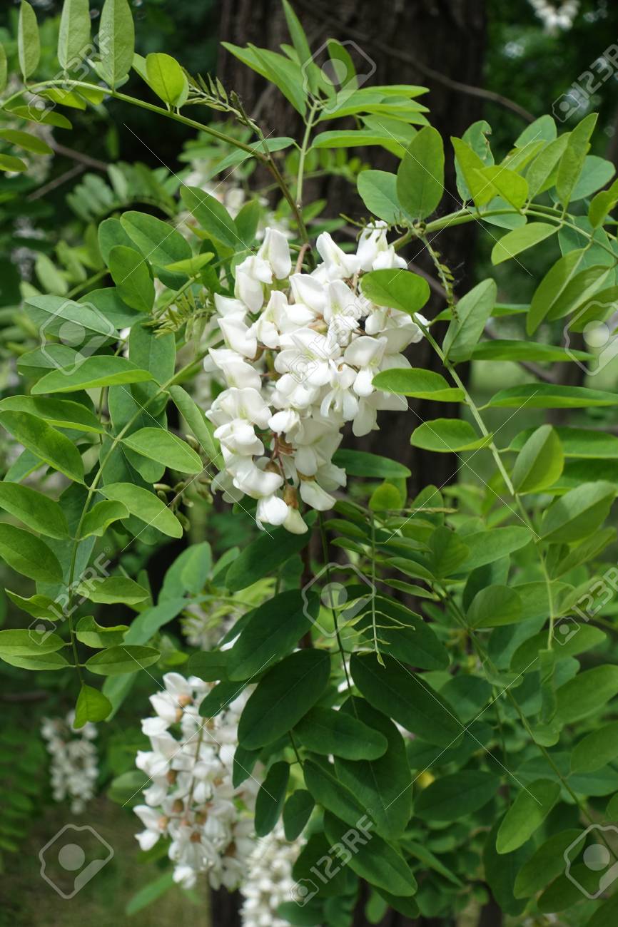 Immagini Stock Fiori Bianchi Simili A Piselli Dell Albero Di Robinia Pseudoacacia Image 99828372