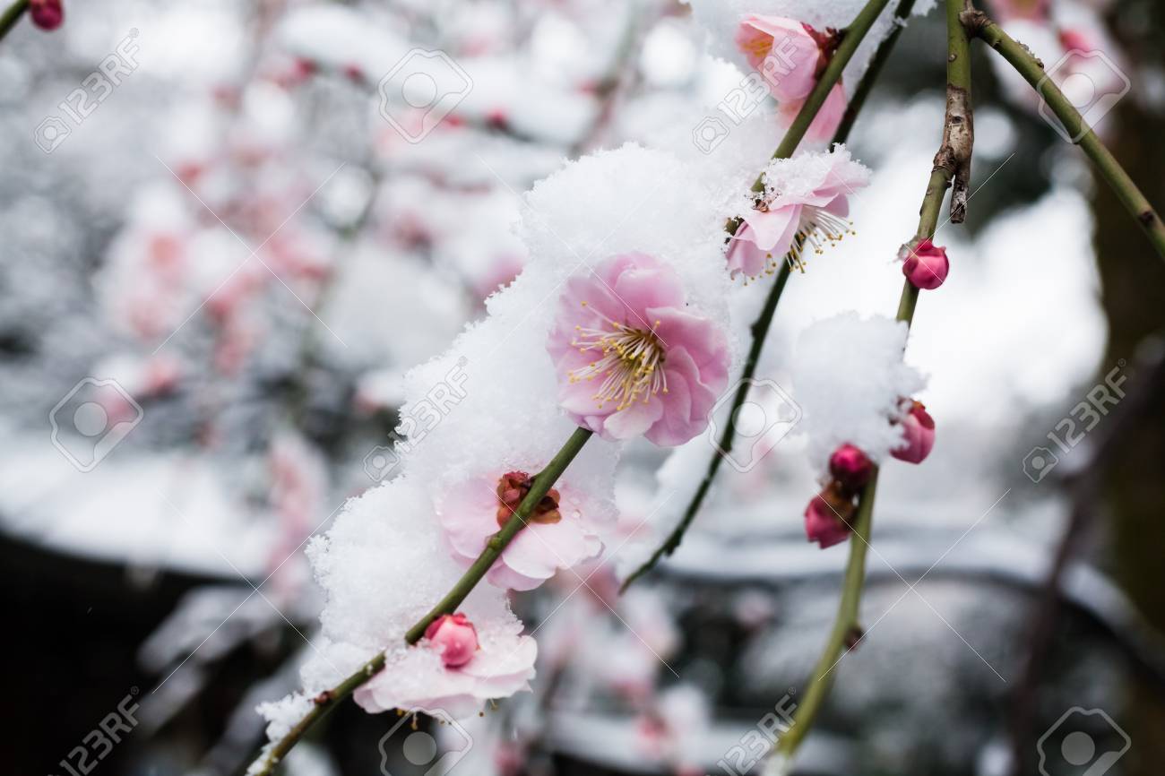 雪の中での日本の梅の花 の写真素材 画像素材 Image