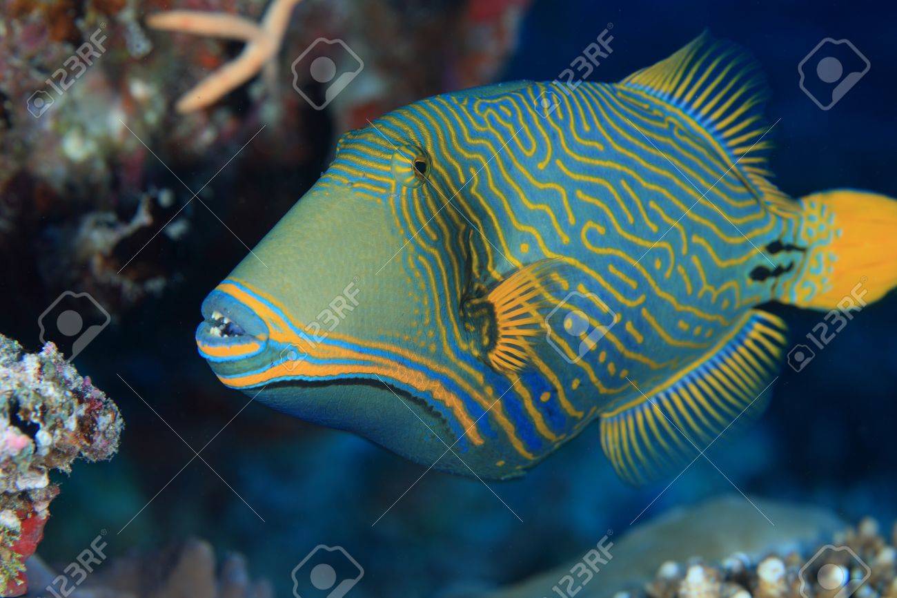 orange striped triggerfish balistapus