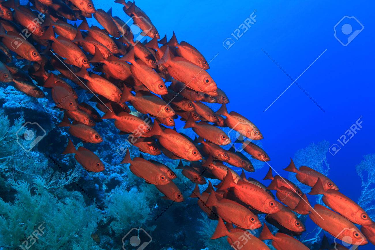Banc De Thon Obese Rouge Perche Dans La Mer Rouge Banque D Images Et Photos Libres De Droits Image 26057779