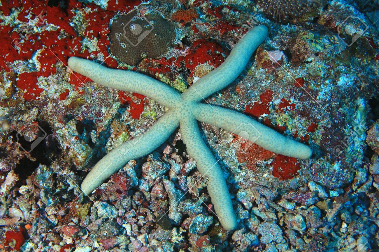 Etoile De Mer Comète Commune