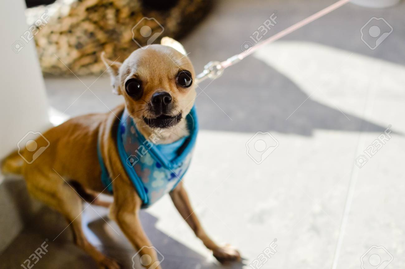 pretty chihuahua