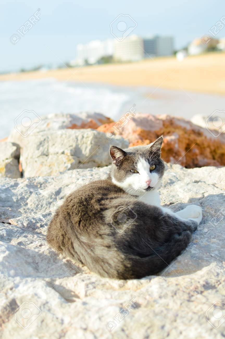 etiam-dictum-ipsum-a-felis