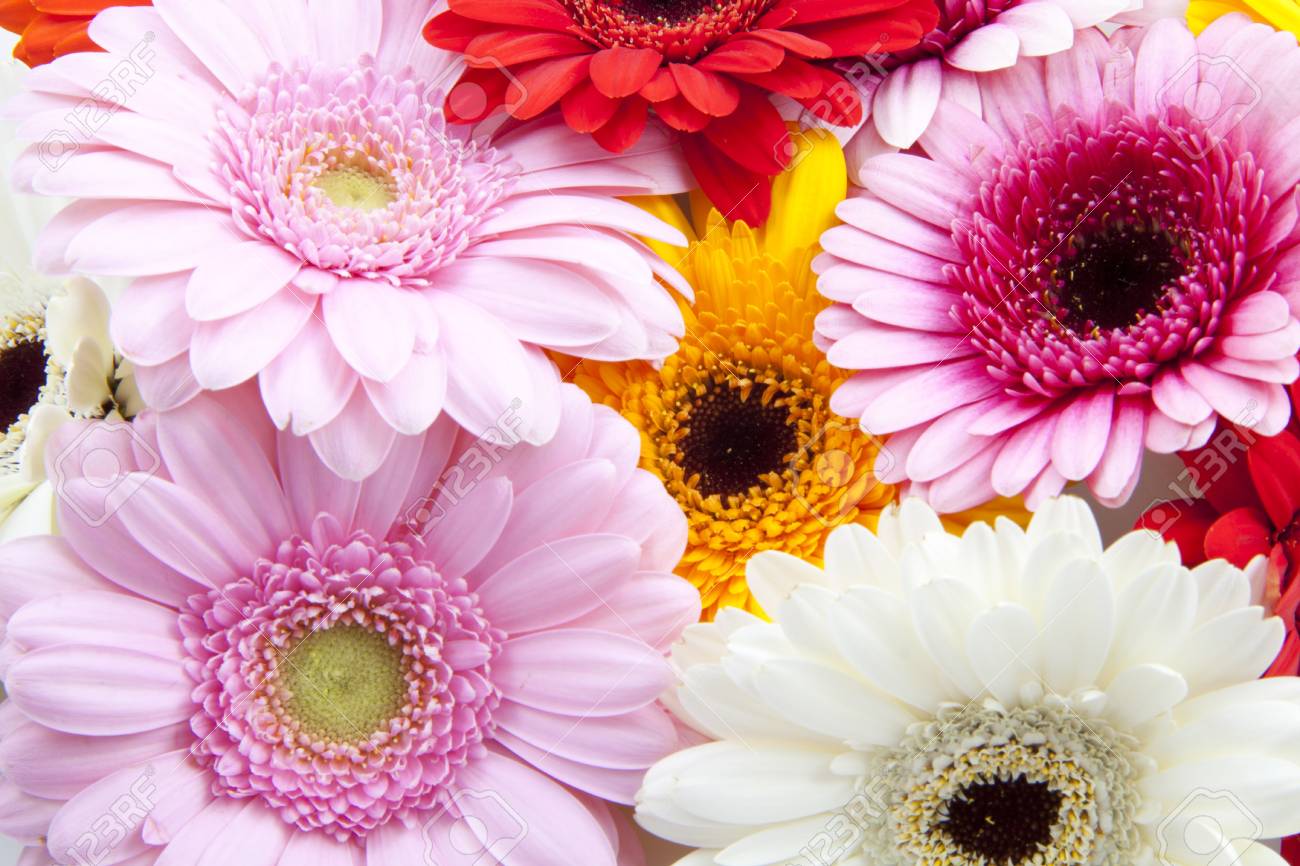 ガーベラの花の背景の多くを使用します の写真素材 画像素材 Image ガーベラの花の背景の多くを使用します の写真素材 画像素材 Image