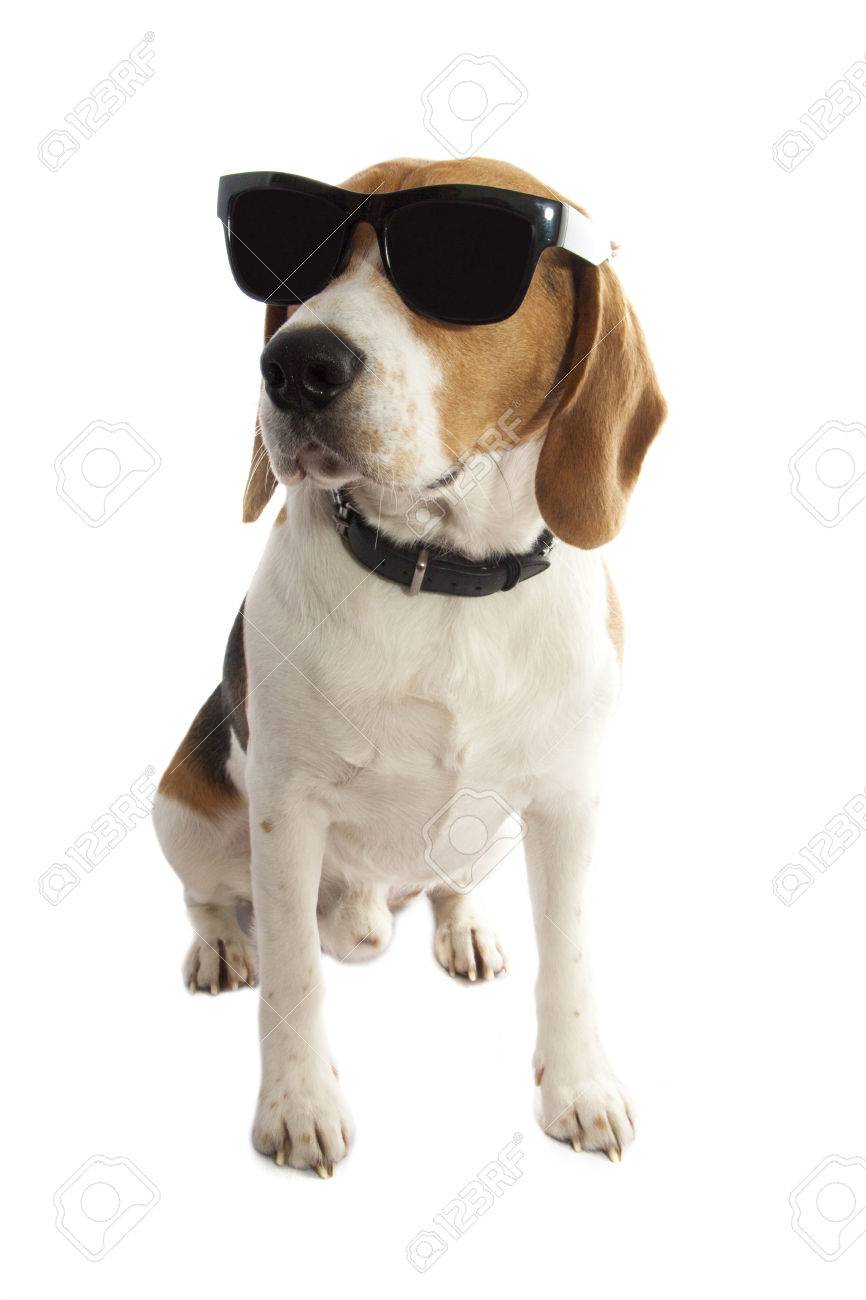 blue buffalo rocky mountain red meat puppy