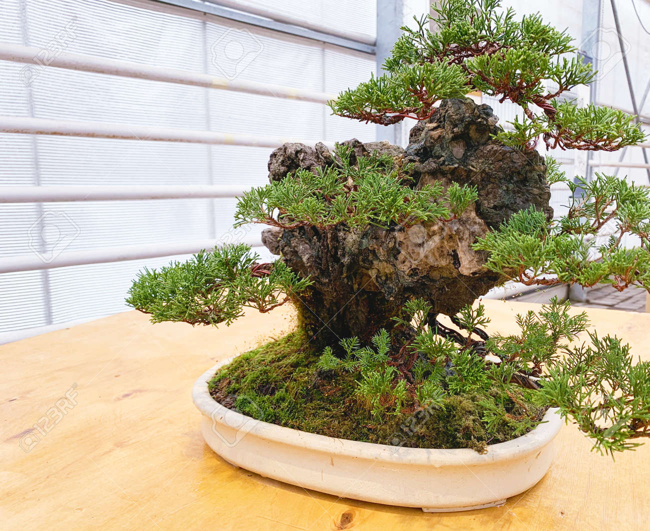 Old bonsai tree composition. Chinese juniper. - 169603065 Old bonsai tree composition. Chinese juniper. - 169603065