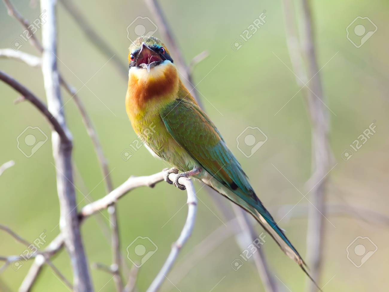 etiam-dictum-ipsum-a-felis