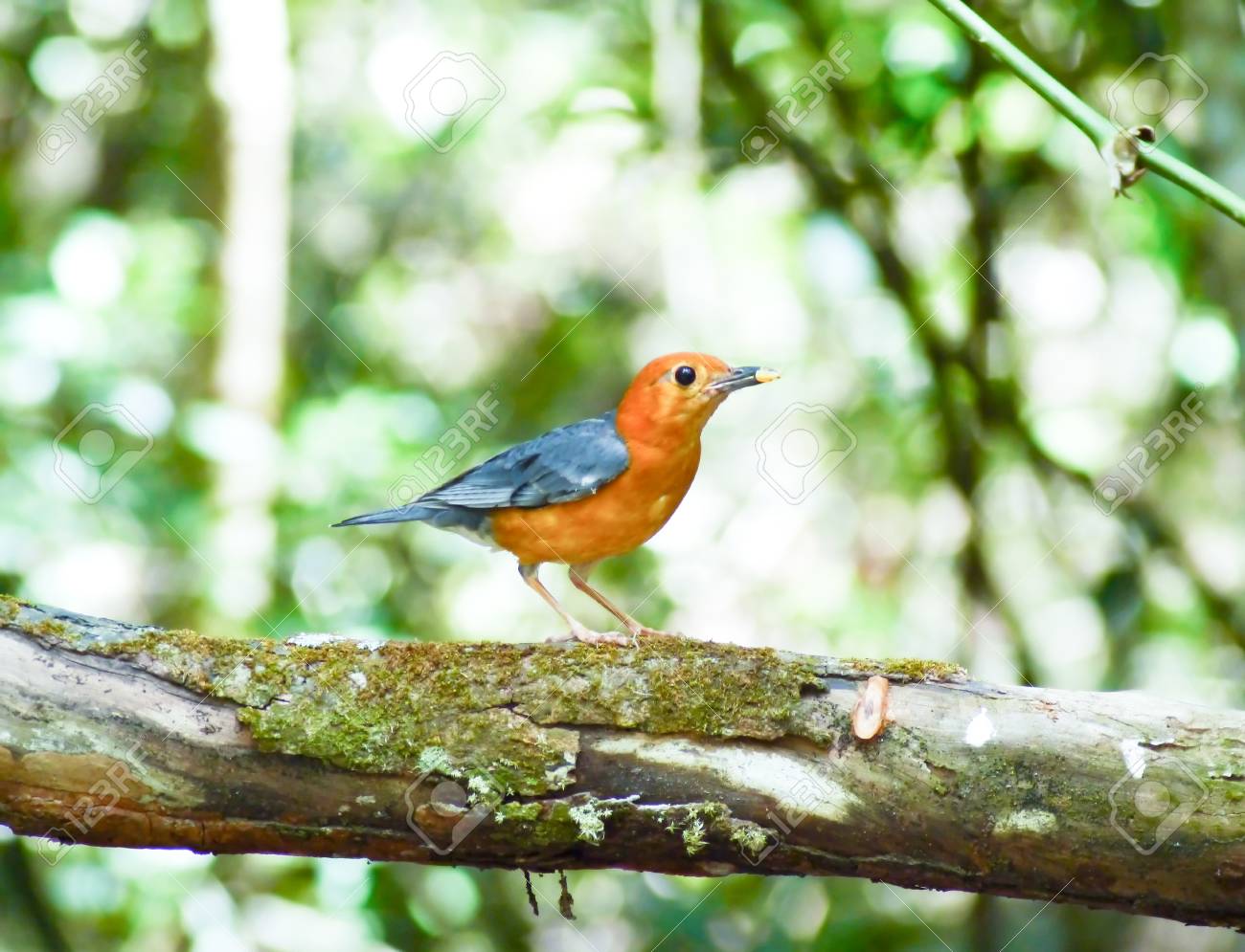 etiam-dictum-ipsum-a-felis