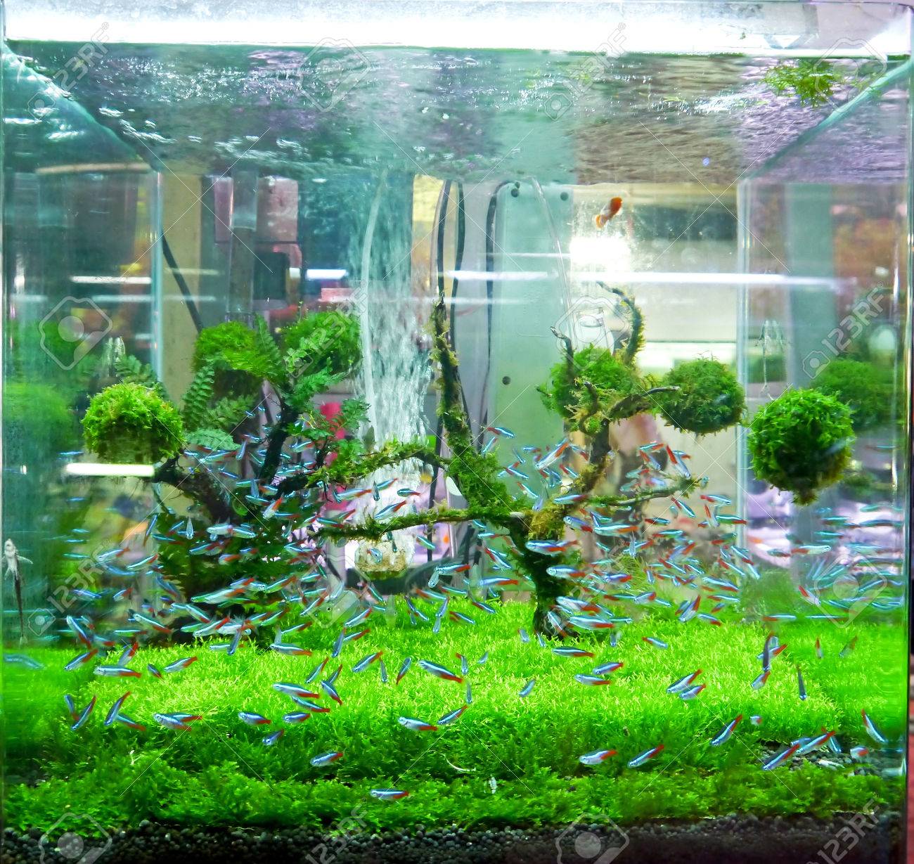 green fish tank