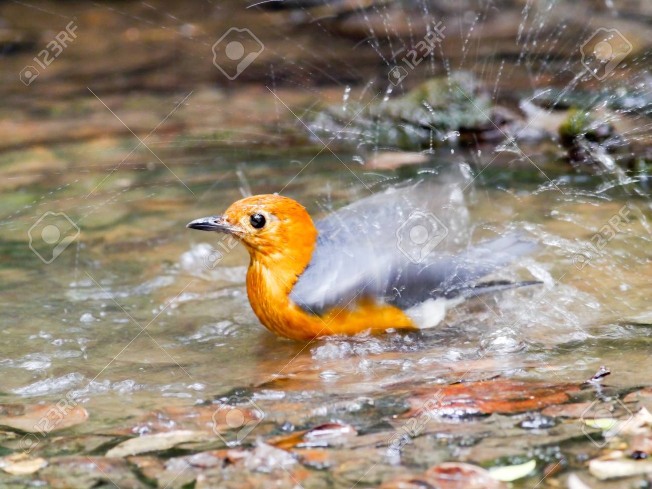 etiam-dictum-ipsum-a-felis