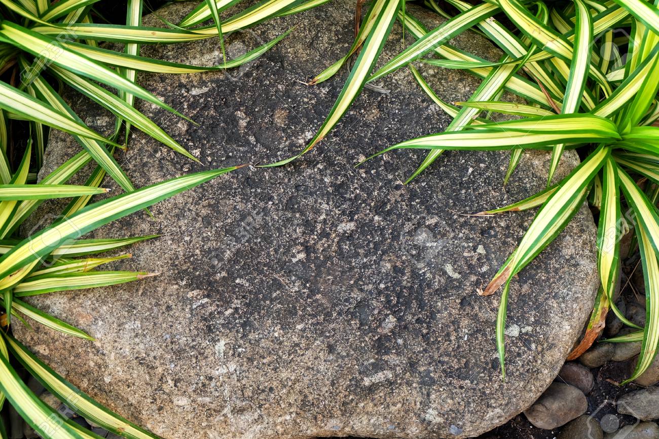 Garten Und Pflanze Braun Flachen Stein Im Garten Dekorieren Mit Grunlilie Pflanzen Lizenzfreie Fotos Bilder Und Stock Fotografie Image 50628497