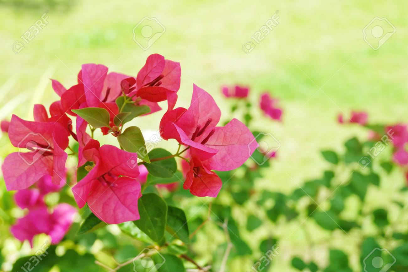 グリーンガーデンの木に咲く美しい新鮮なピンクのブーゲンビリアの花や紙の花 の写真素材 画像素材 Image